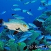 snapper_midnight_jr_h_0705_png0439.jpg